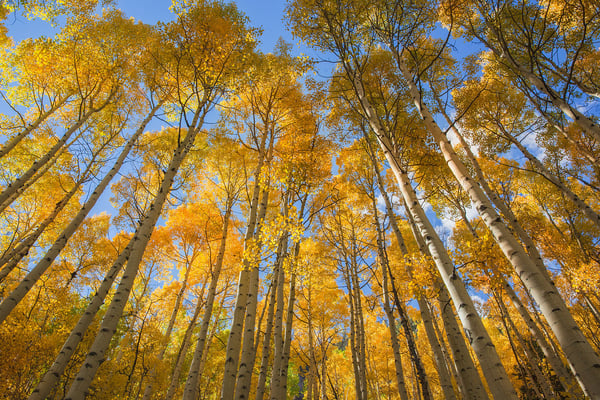 aspens