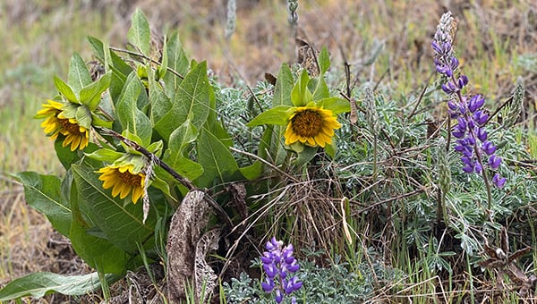 march wildflowers sm