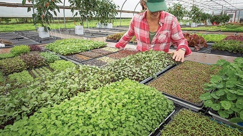 tender green shoots greenhouse leadership landing-1